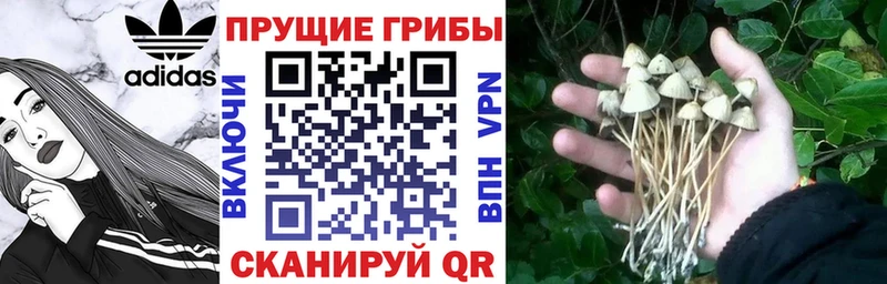 Псилоцибиновые грибы MAGIC MUSHROOMS  mega как войти  Эртиль 